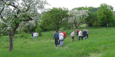 Wanderer in den Streuobstwiesen